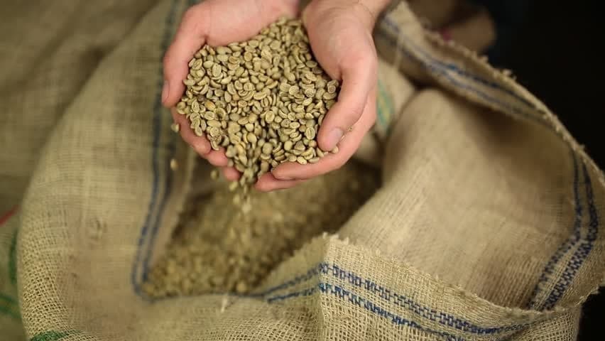 Green Arabica coffee beans in bulk, showing the oval shape and curved centre cut.
