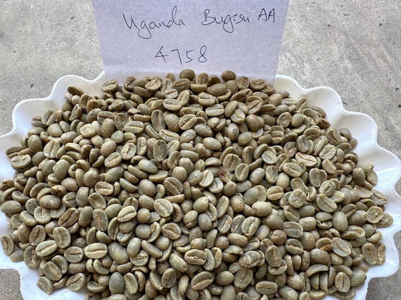 A dish of green coffee drawn as a trade sample, with a hand-written card reading Uganda Bugisu AA 4758.