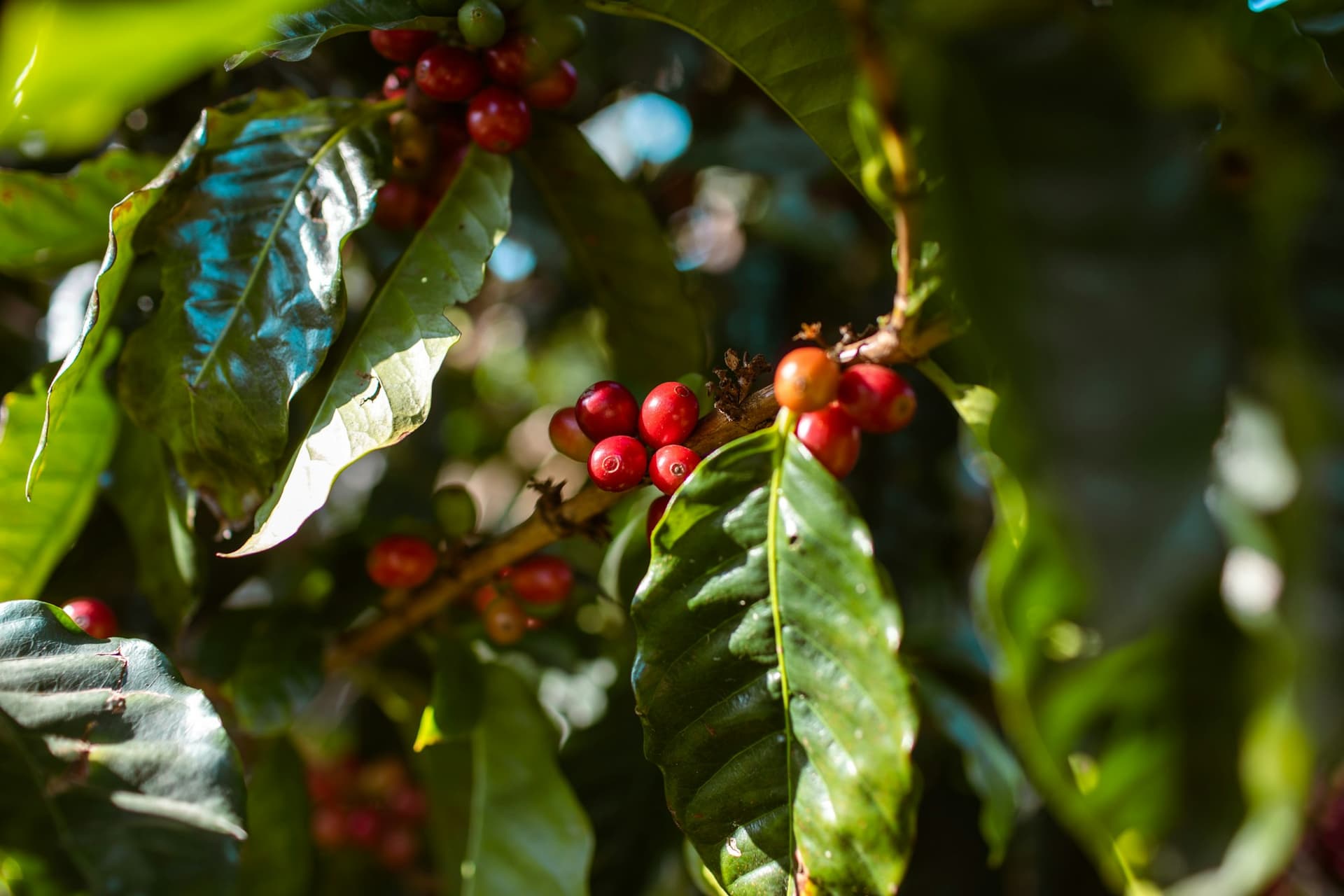 Close view of a cluster of coffee cherries on the branch.