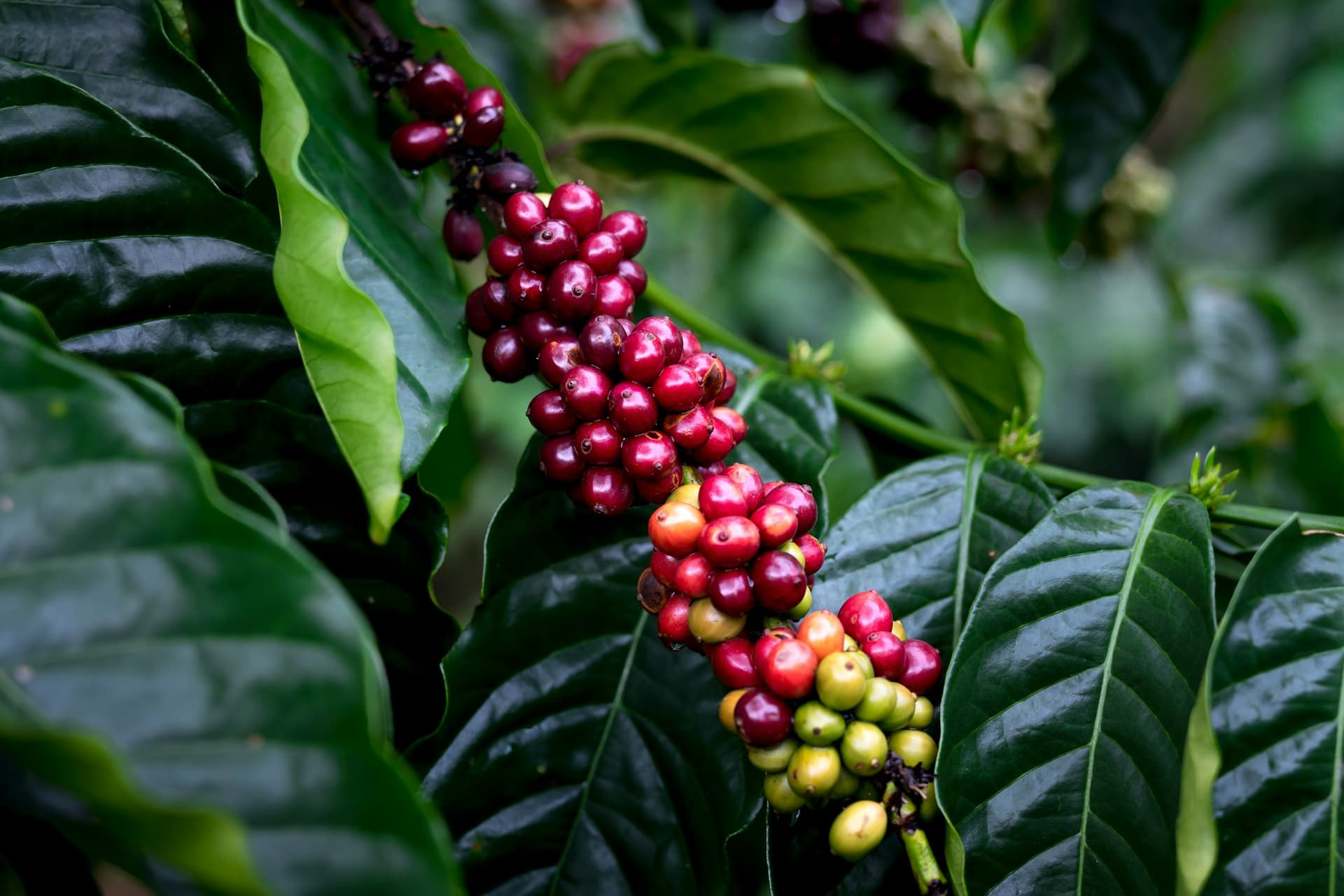 Coffee cherries growing along the woody stems of a coffee tree.