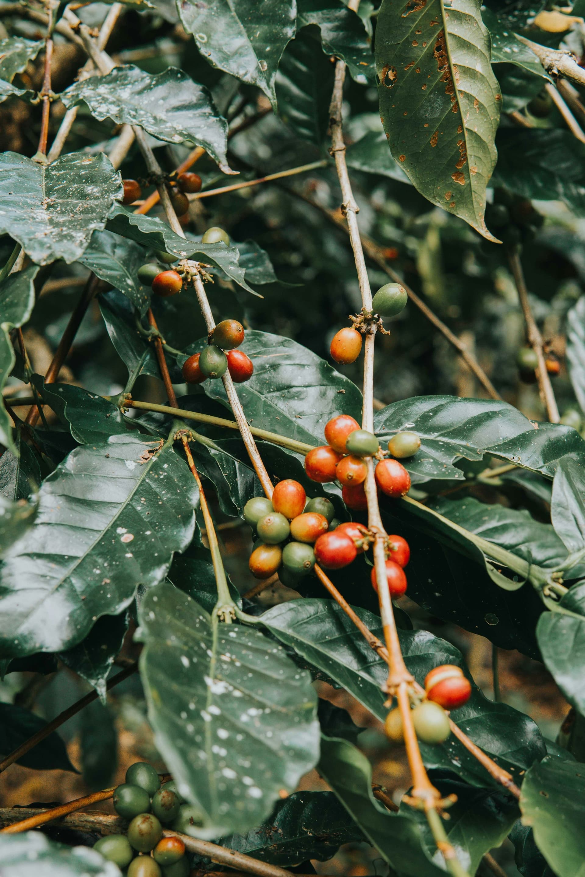 Coffee cherries ripening on the tree in full daylight, red fruit against green foliage.