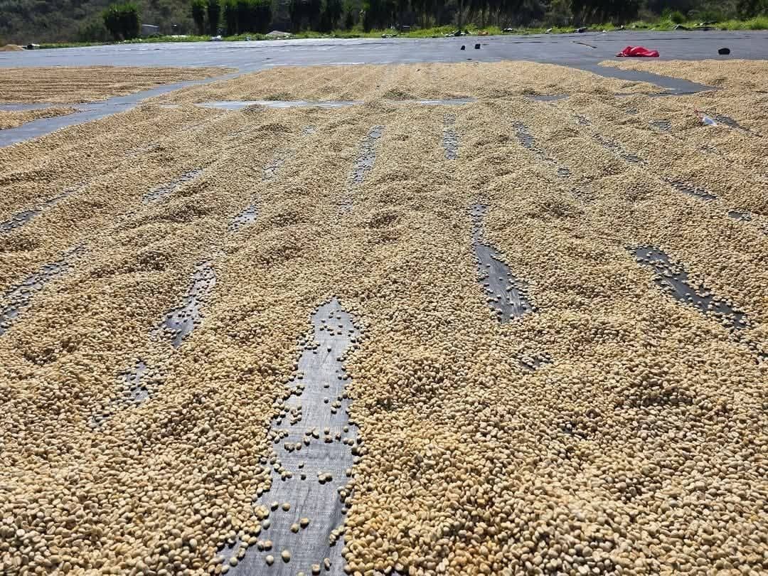 Parchment coffee spread in long rows across a tarpaulin drying floor in full sun, hillside behind.