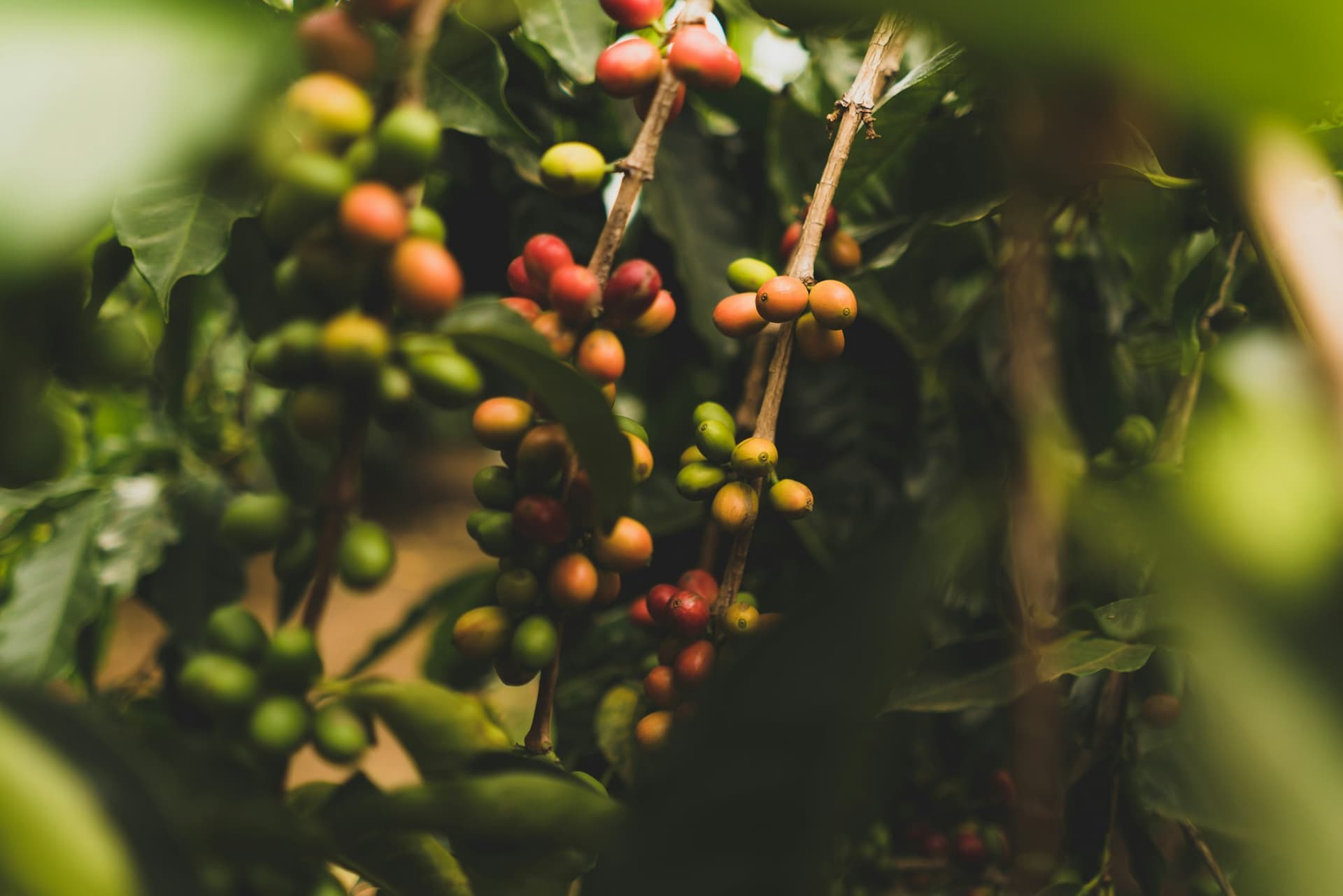 Coffee cherries on the branch at mixed ripeness — green, yellow, orange and deep red fruit on the same stems.