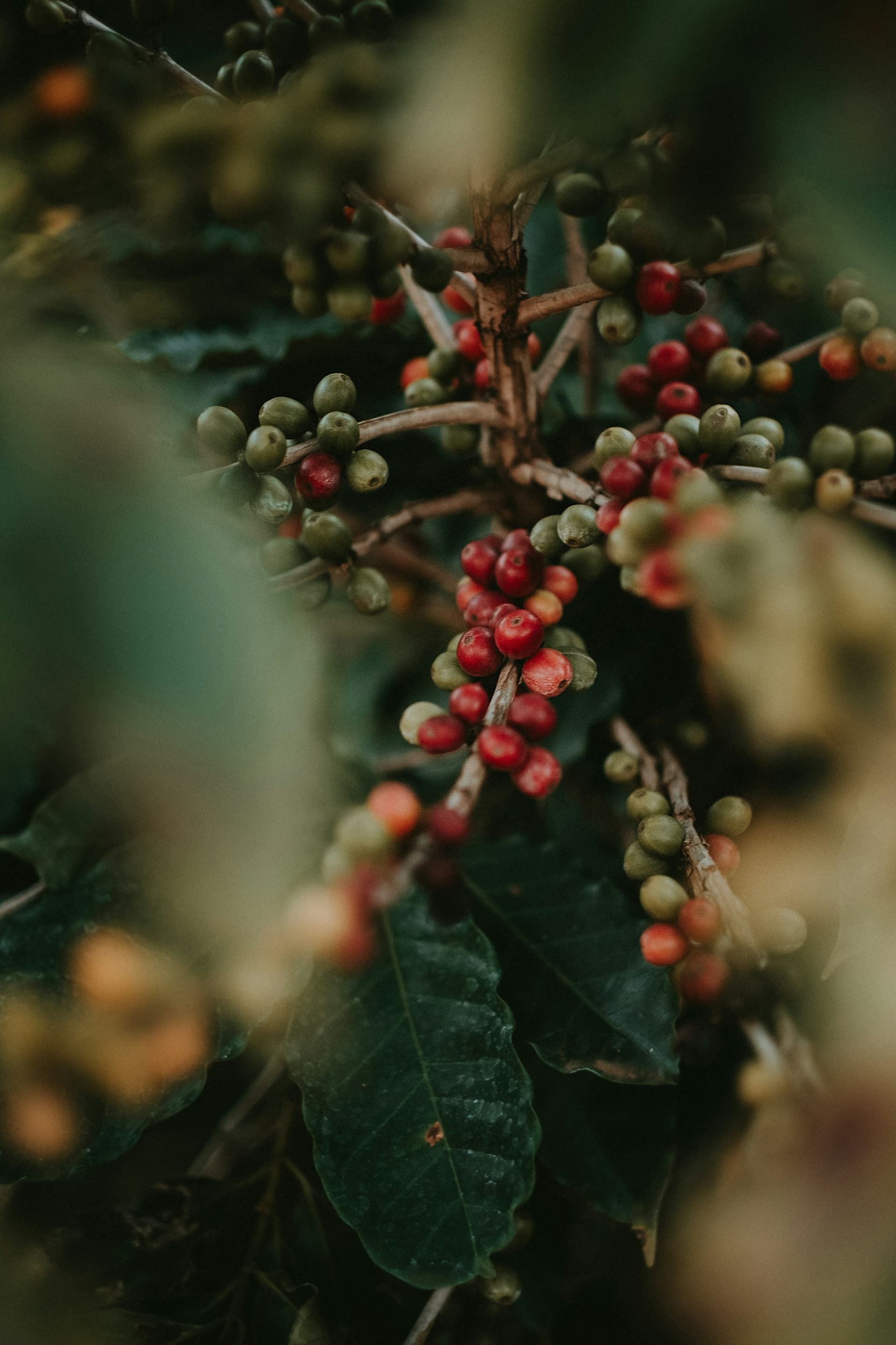 Ripe red coffee cherries clustered tightly along a branch among dark green leaves.