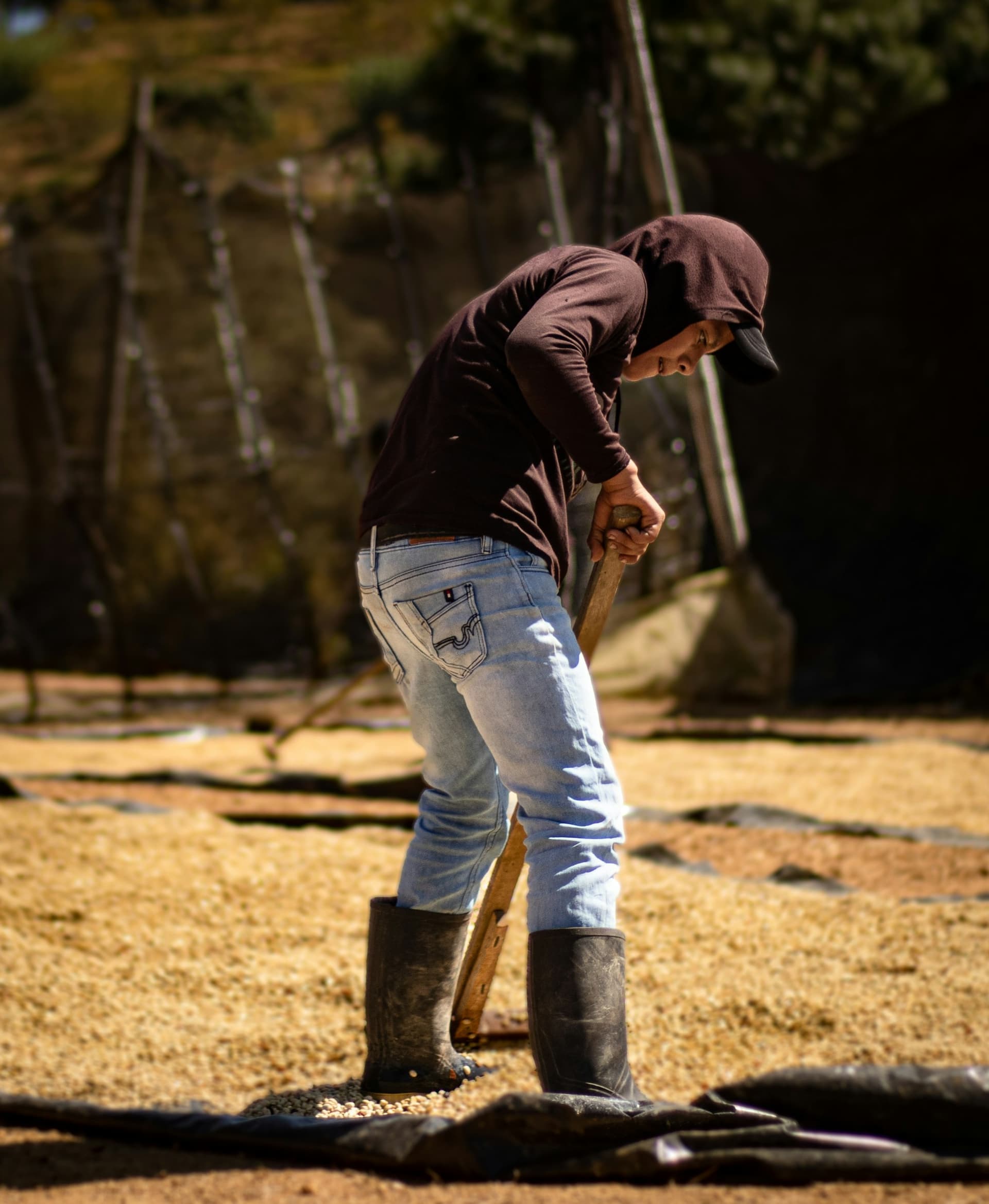 A worker turning coffee with a wooden rake across a drying yard, moving the layer so it dries evenly.