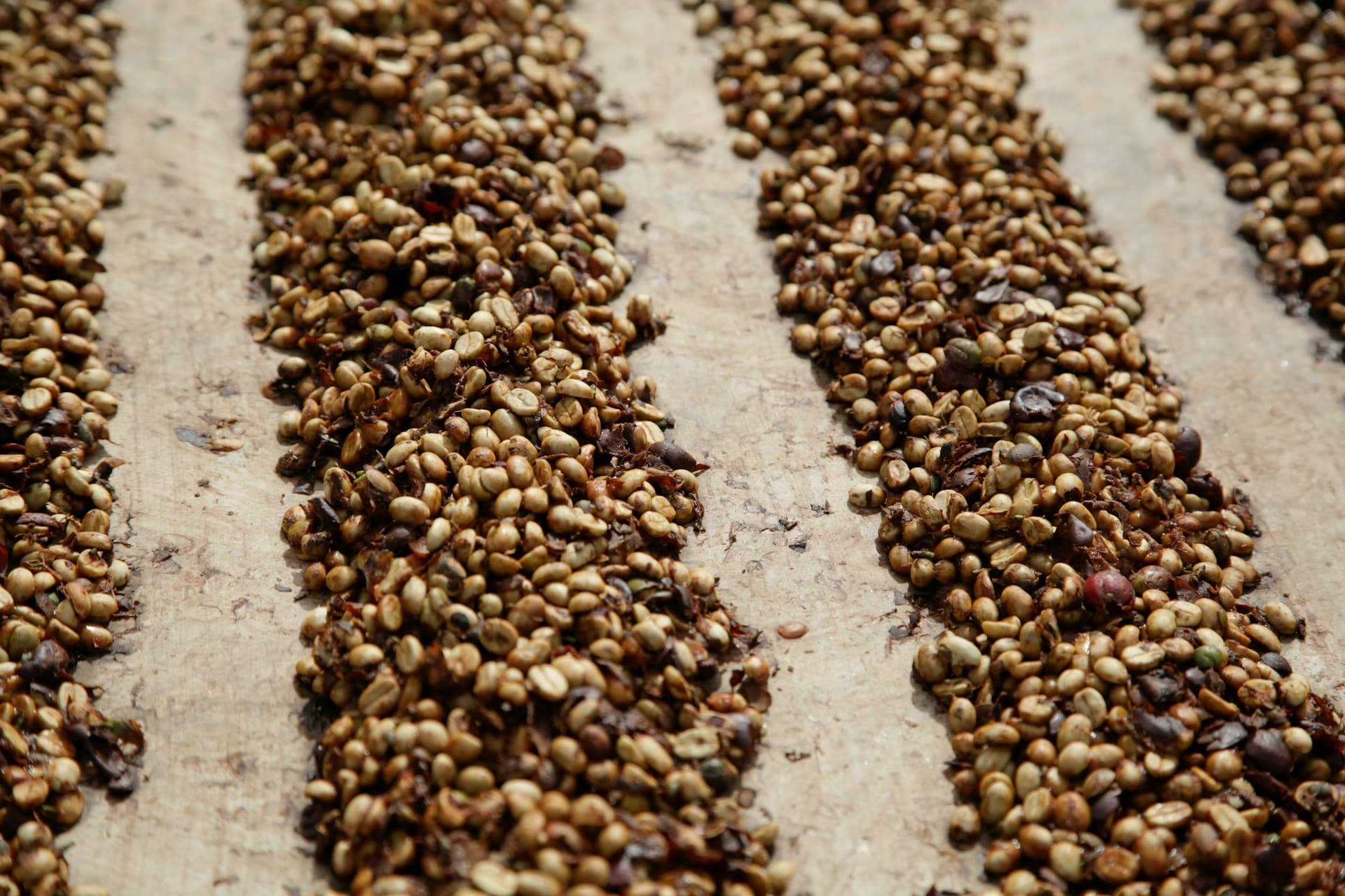 Pale parchment coffee laid out in long windrows on a drying patio, with fragments of dried cherry skin mixed through it.