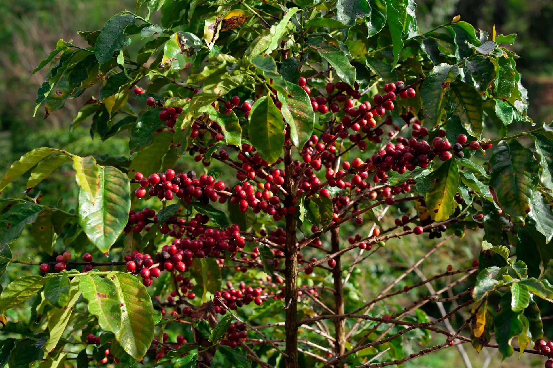 A coffee tree carrying a heavy crop of red cherries.