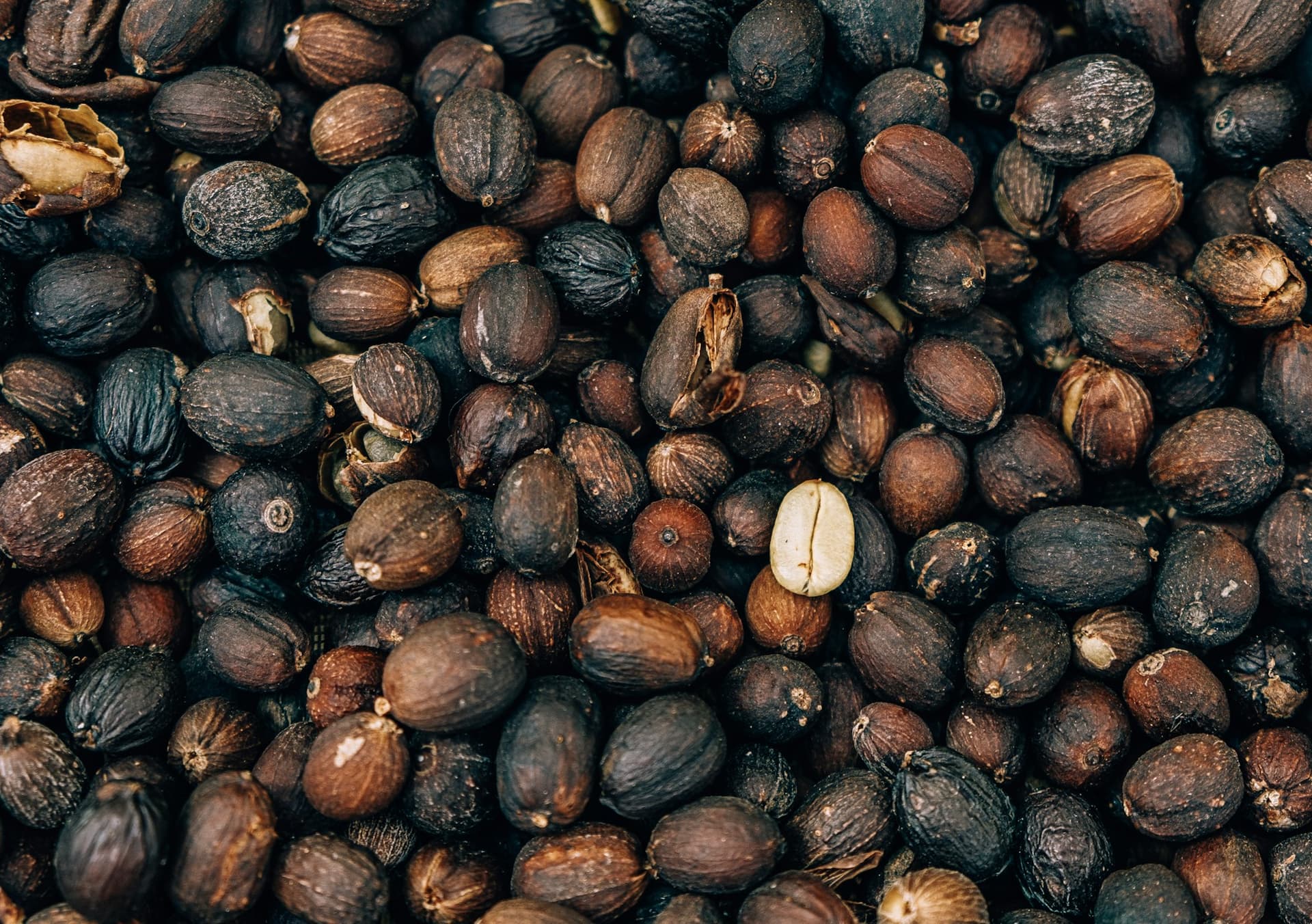 Dried whole coffee cherry after natural processing — dark wrinkled husks, with one split open to show the pale seed inside.