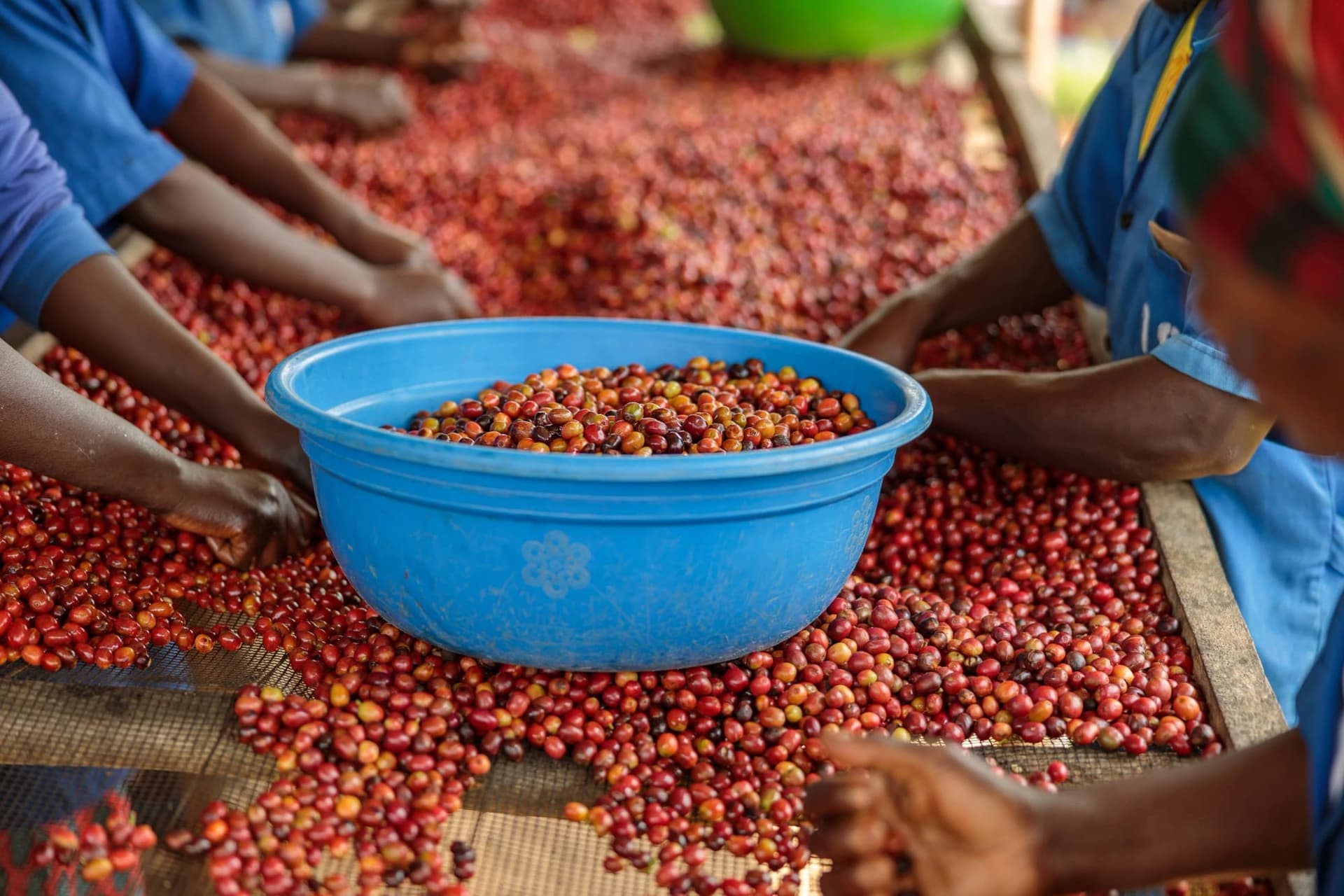 Workers hand-sorting ripe red coffee cherries spread across raised drying beds.