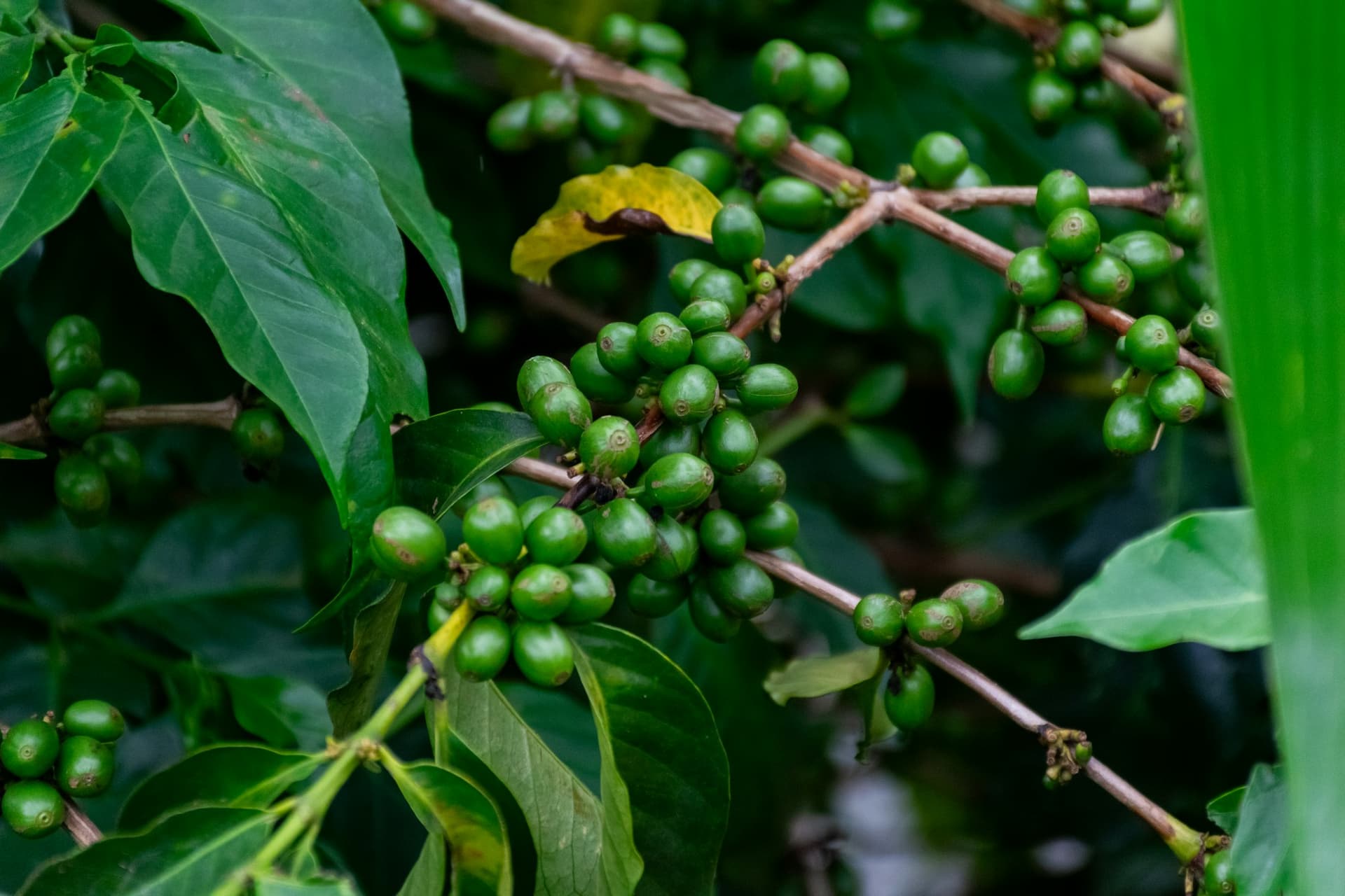 Unripe green coffee cherries developing on the branch before colour break.
