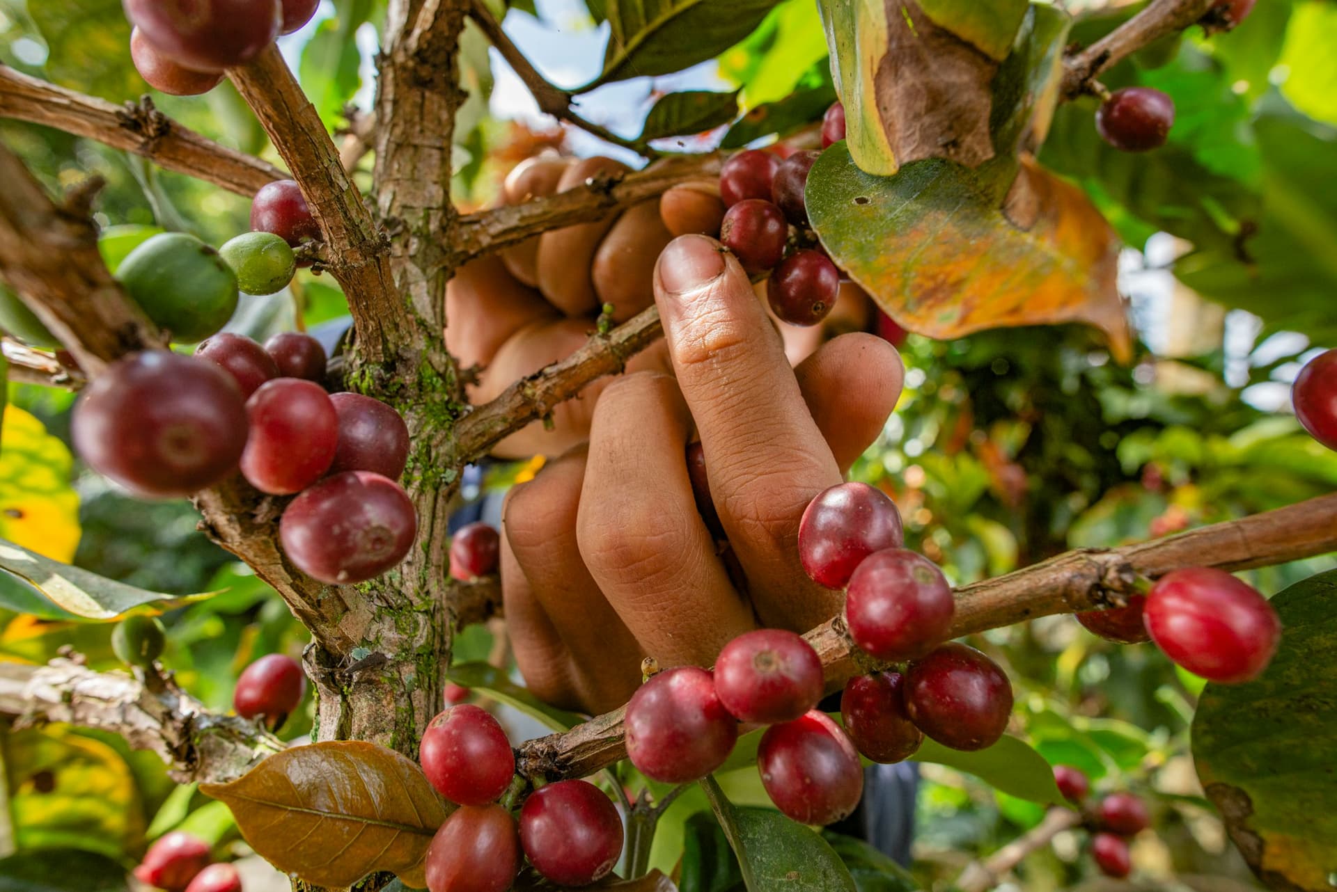 A picker’s hand closed around a bunch of ripe coffee cherries still attached to the branch.