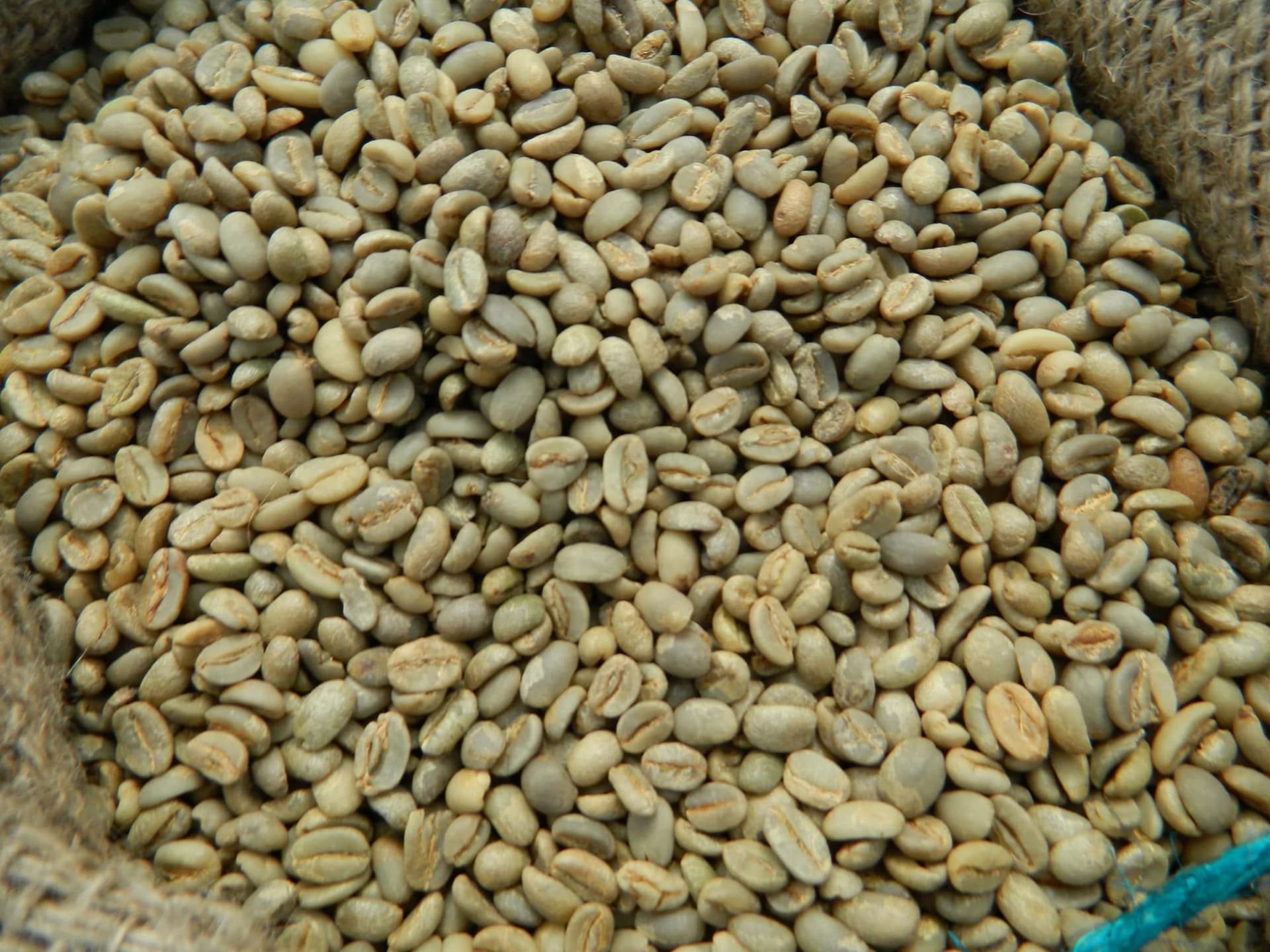 Green coffee beans filling an open jute sack.