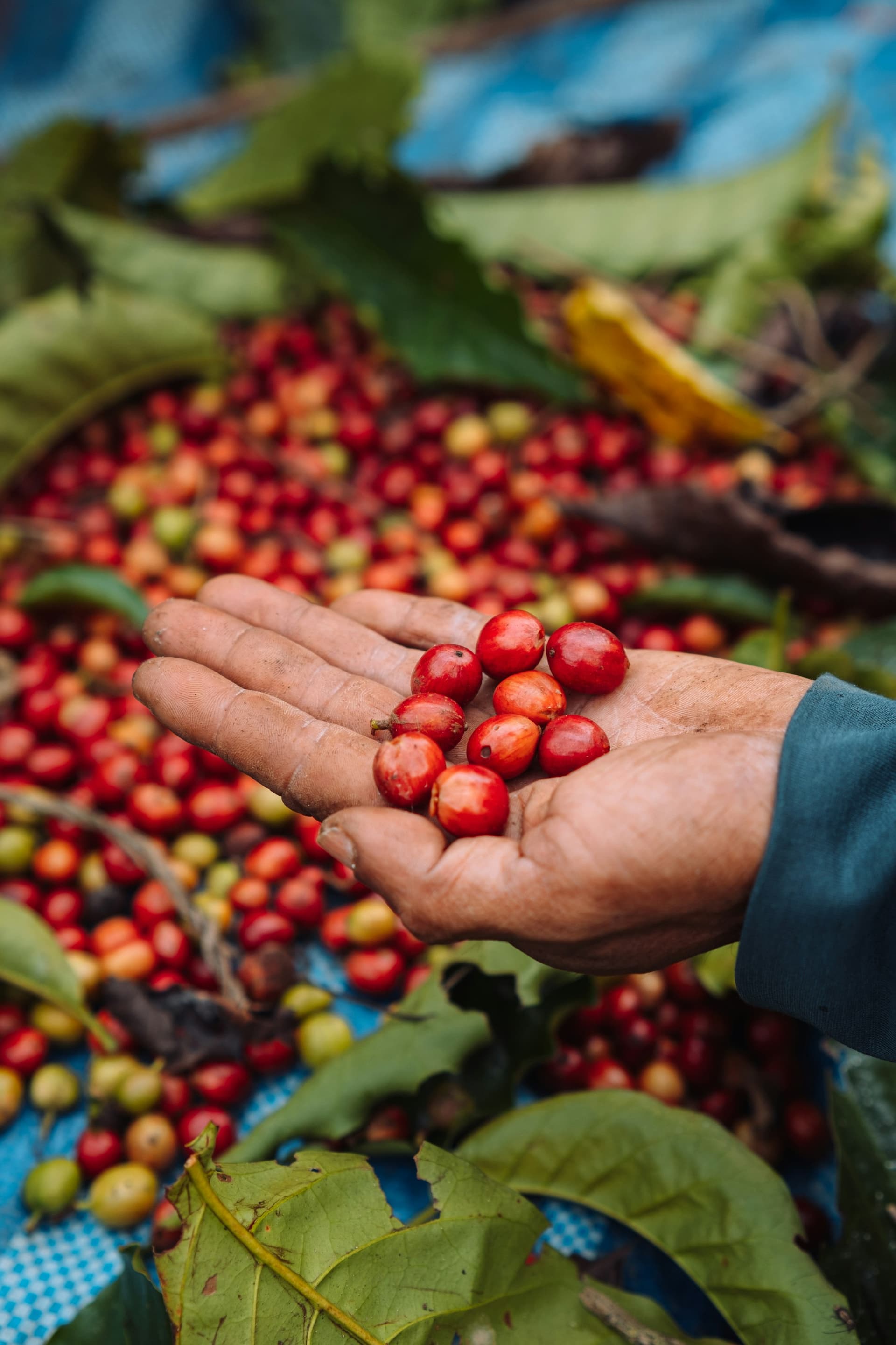 A cupped hand holding freshly picked coffee cherries of varying ripeness.