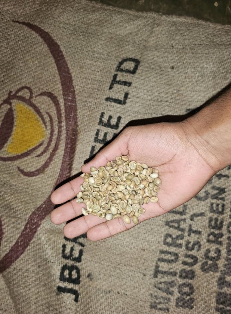 A handful of green coffee beans held above a jute export sack stencilled Jber Coffee Ltd, natural Robusta.