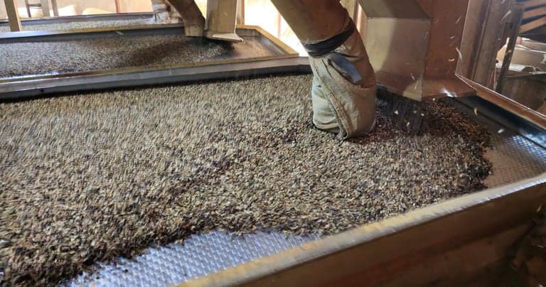 Coffee spread across a vibrating screen deck, with chaff and lighter material separating from the beans.