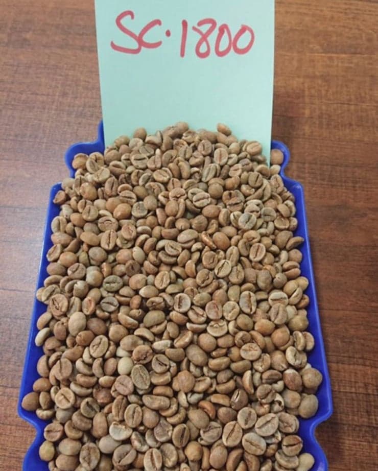 A tray of green Robusta beans drawn as a trade sample, labelled by hand SC 1800 for the screen 18 separation.