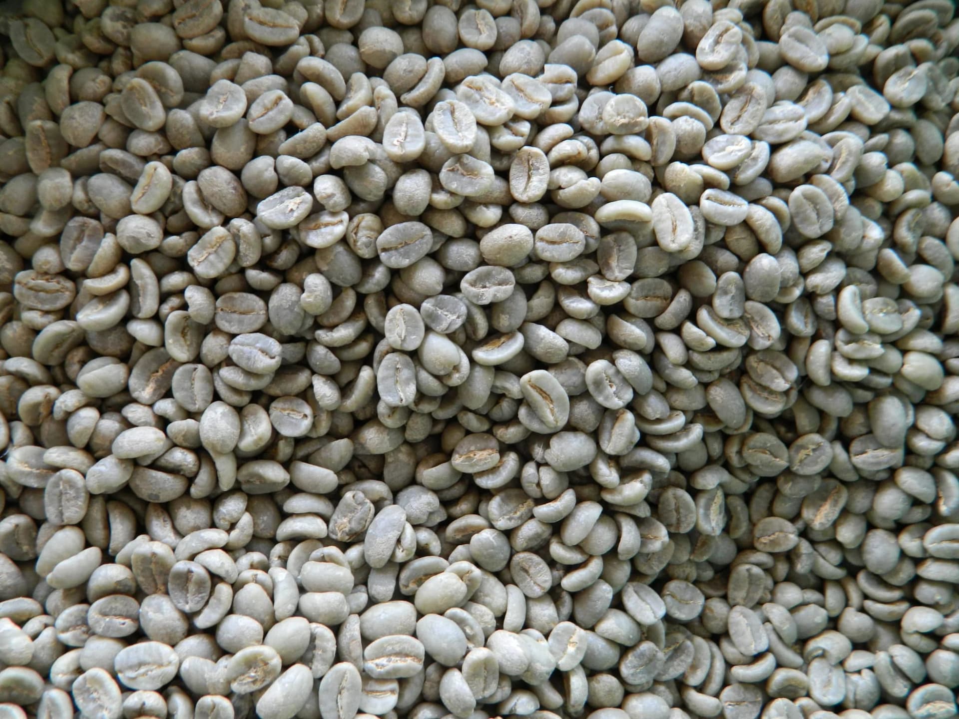 A dense bed of large, blue-green washed coffee beans filling the frame.