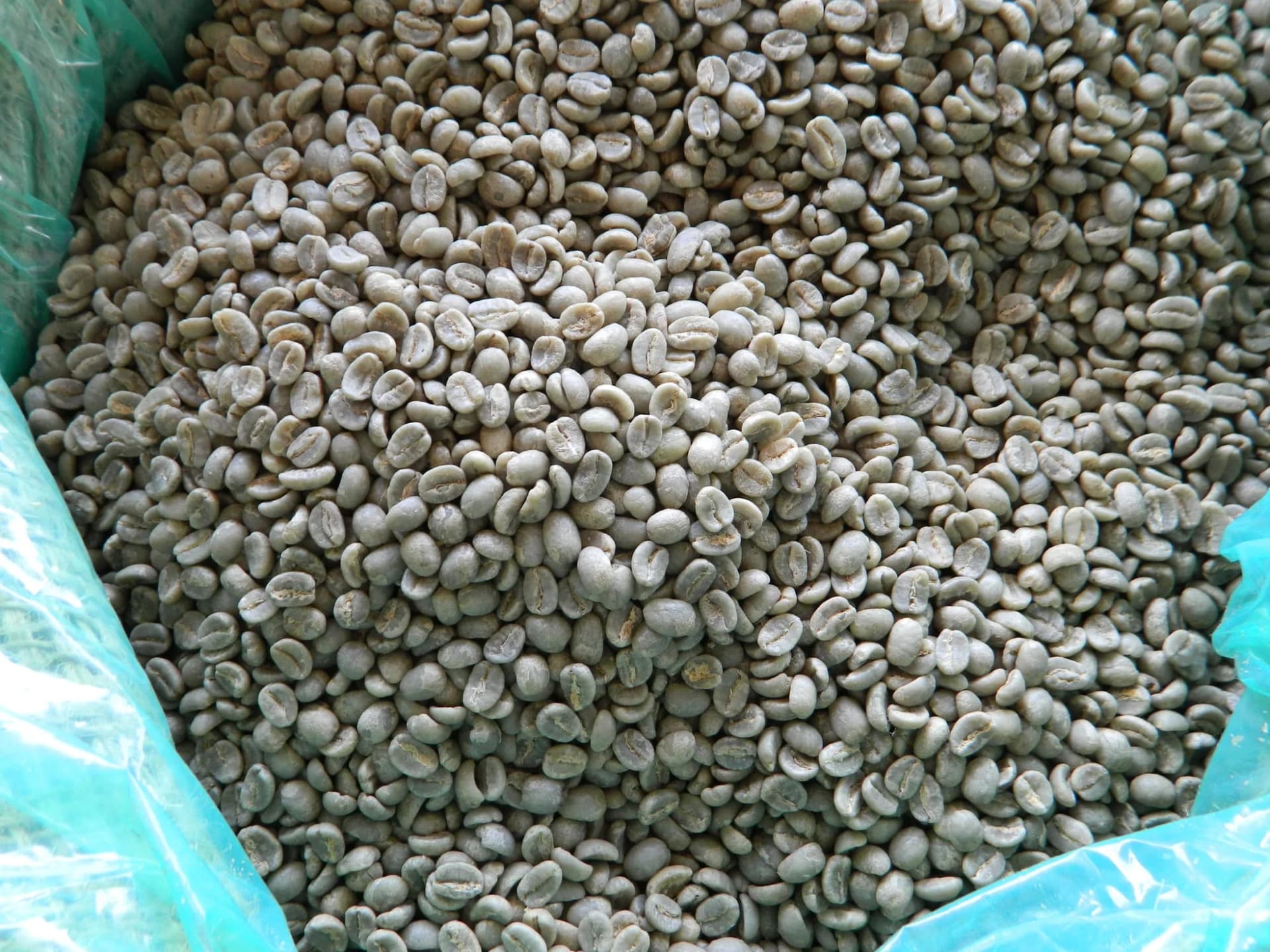 Washed green coffee beans in bulk, evenly sized.