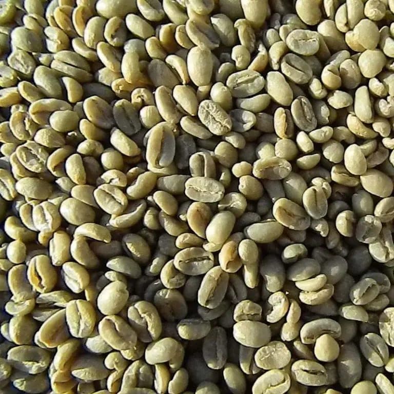 Green coffee beans in bulk.
