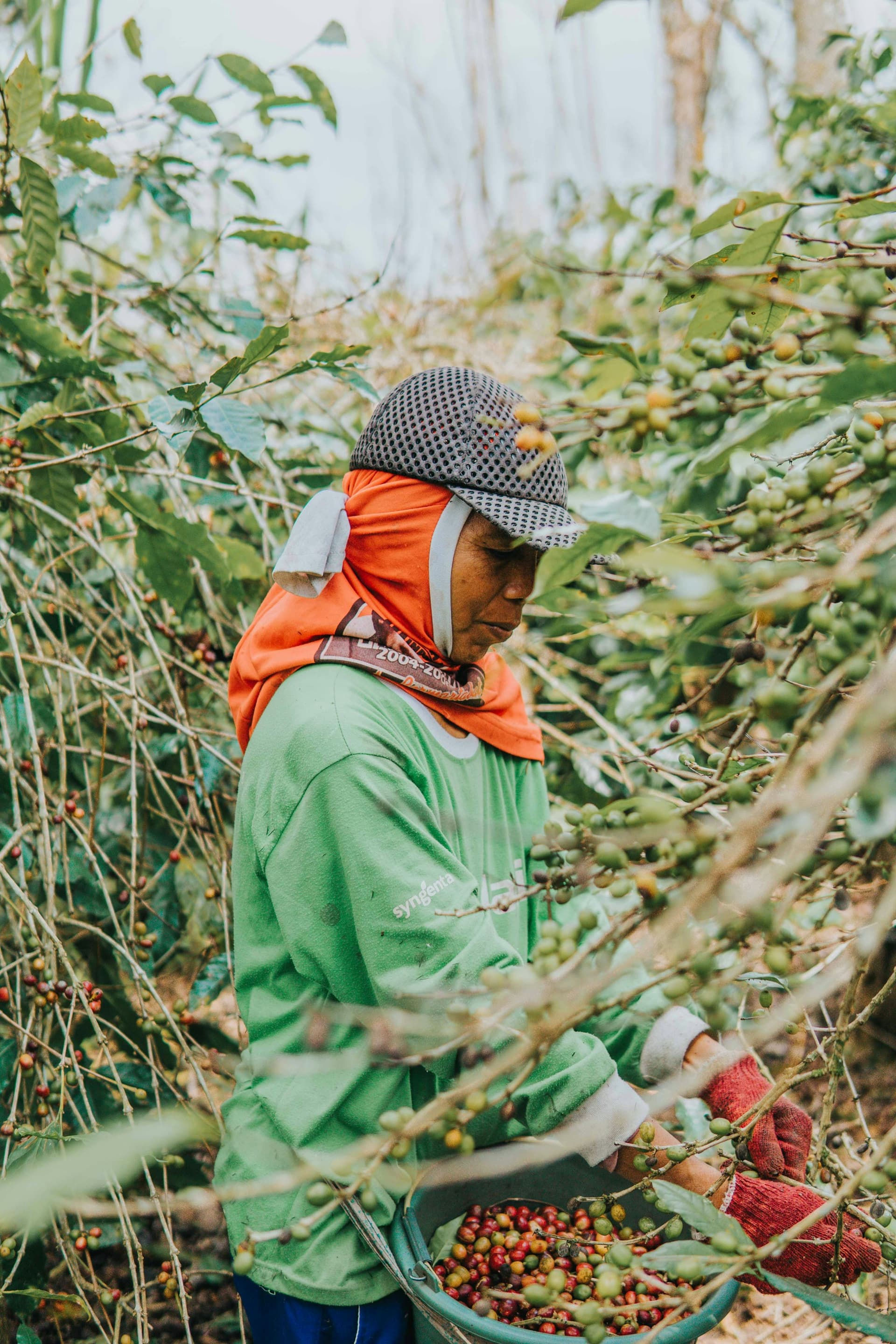 A coffee picker working through a row of trees, selecting cherries by hand into a basket that shows fruit at several stages of ripeness.