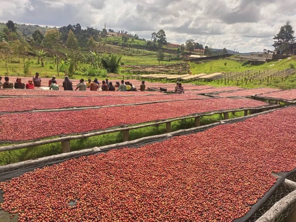 Ripe red coffee cherries spread across rows of raised drying beds at a washing station, workers sorting behind.