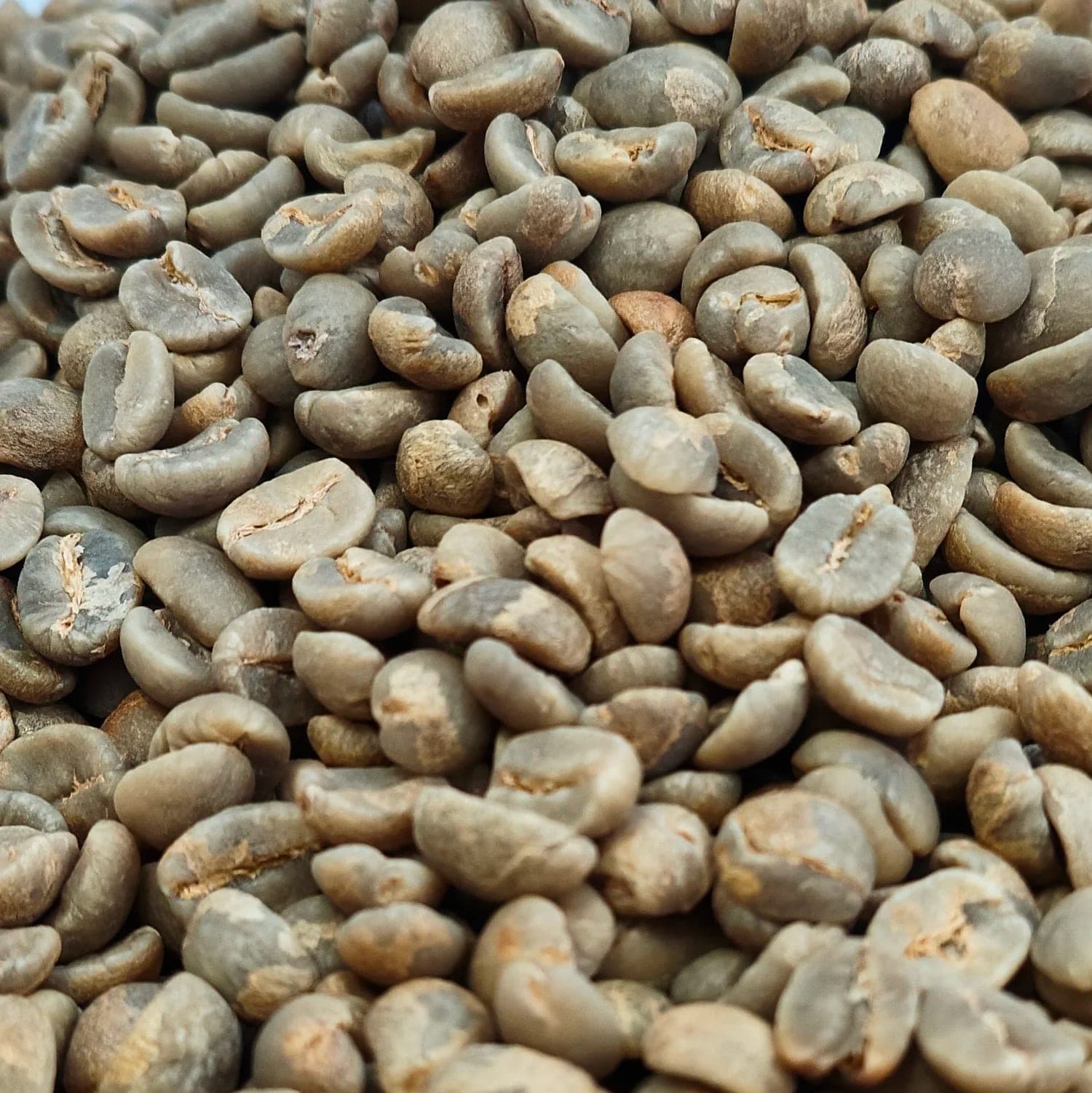 Large washed green coffee beans in bulk.