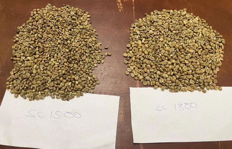 Green Robusta beans of a mid screen size, spread for inspection.