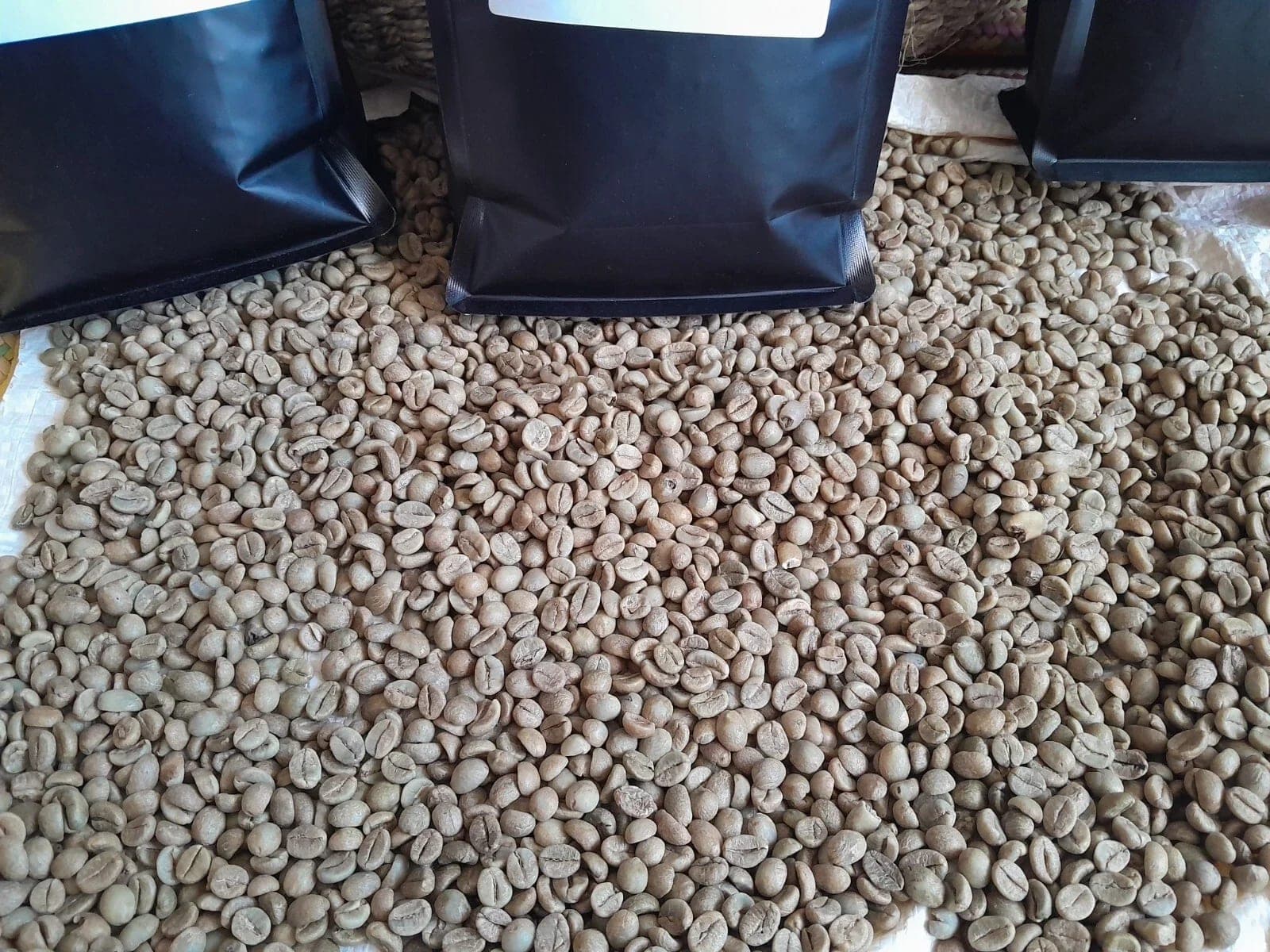 Large-screen green Robusta beans spread on a sheet beside sample pouches.