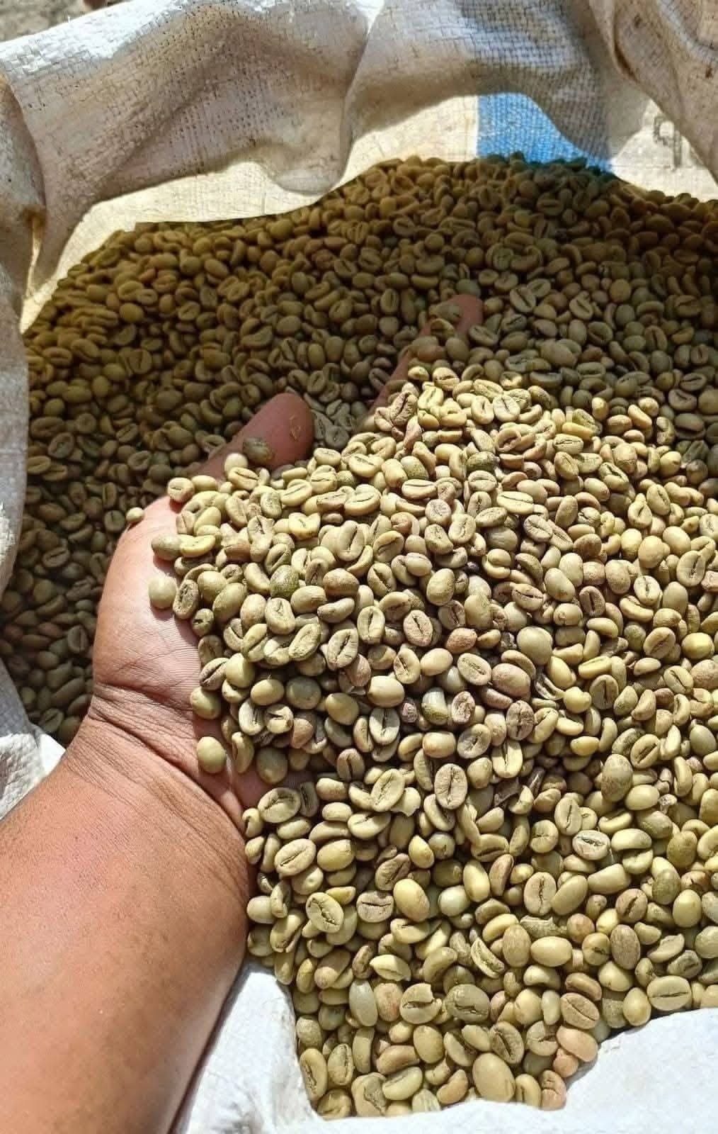 A handful of pale green Arabica beans lifted from an open woven sack in daylight.
