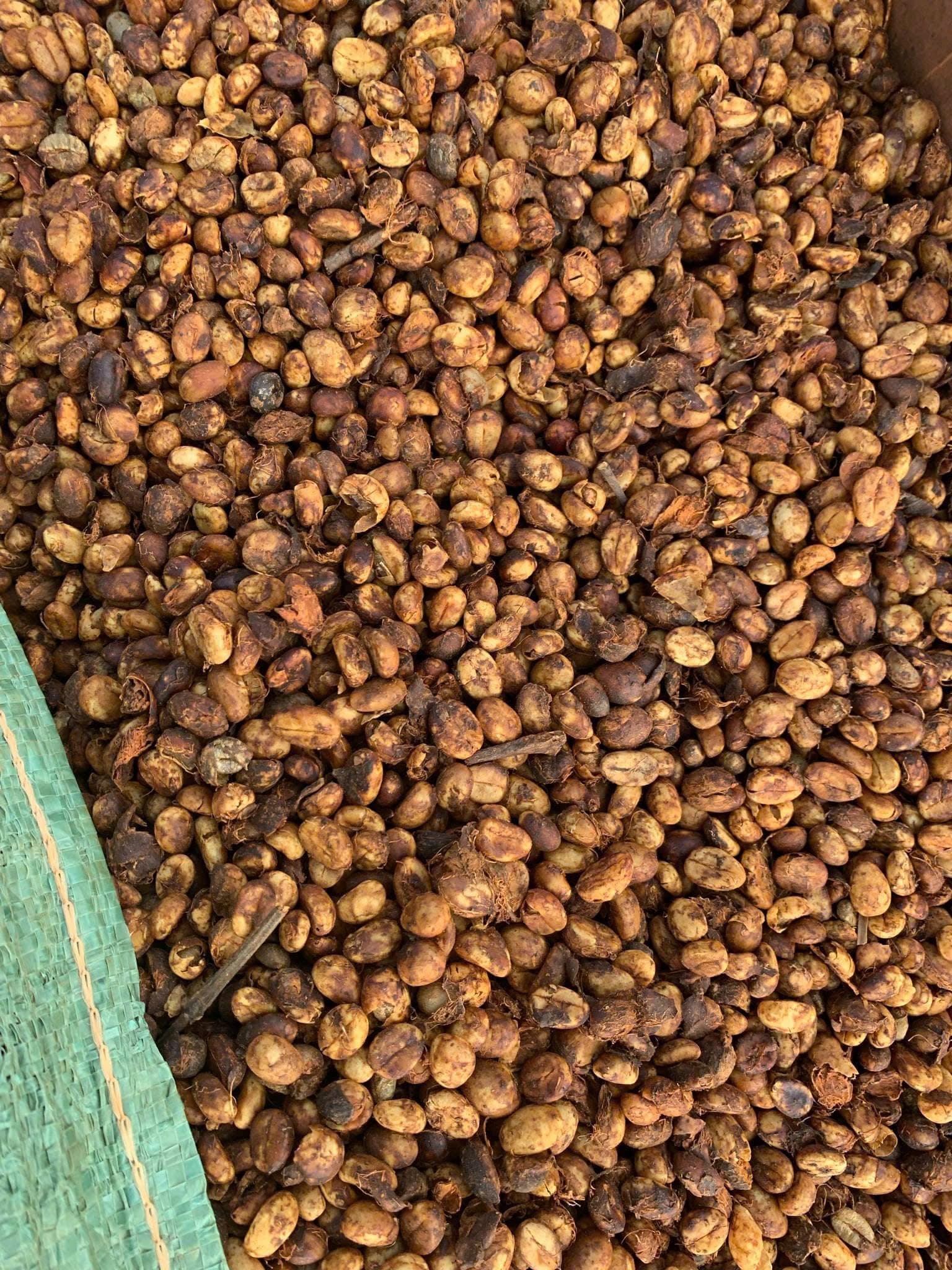 Coffee dried in its fruit, the mucilage set hard and amber around each bean.