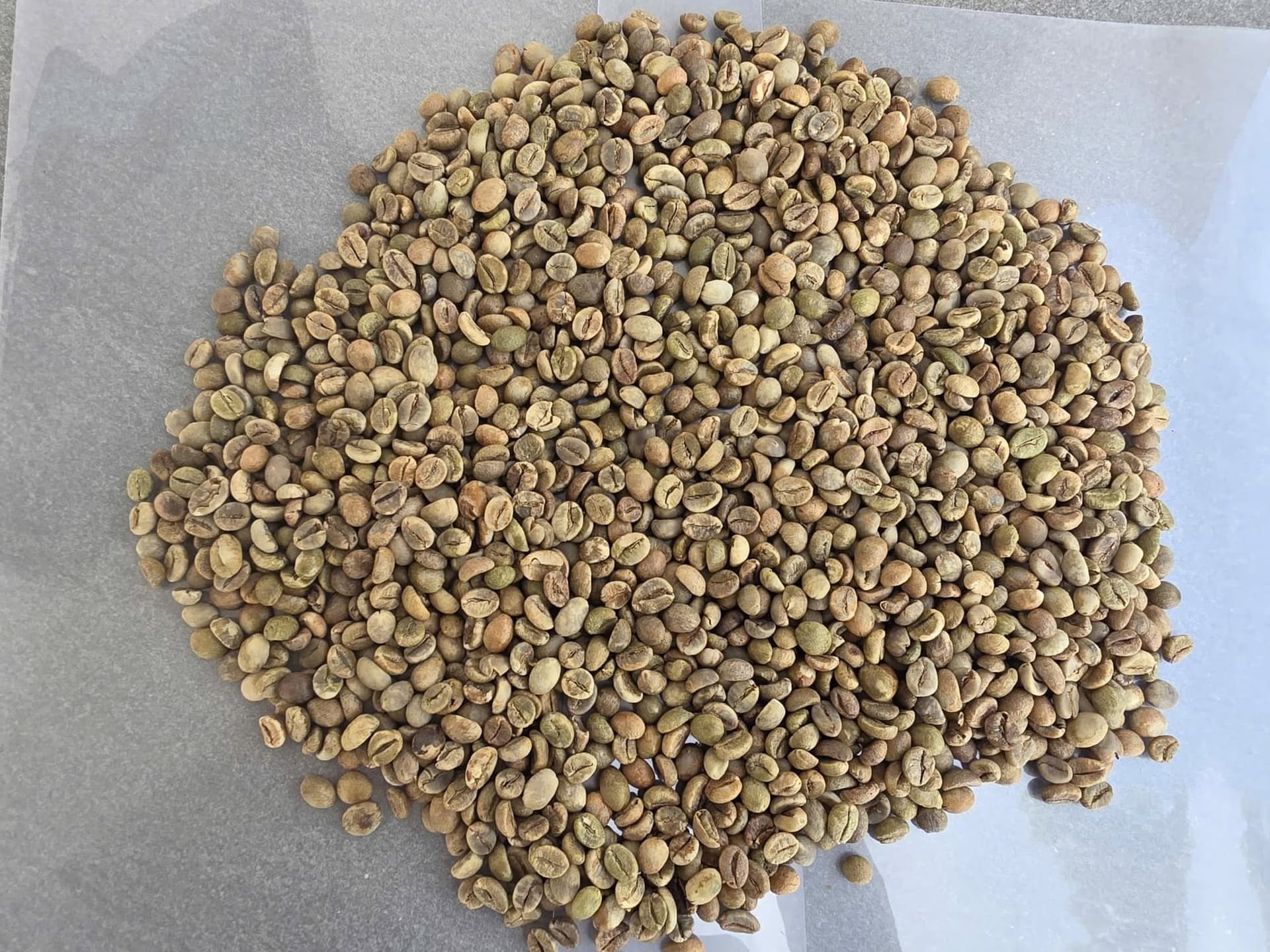 Green Robusta beans spread in a single layer for inspection, rounded in outline.