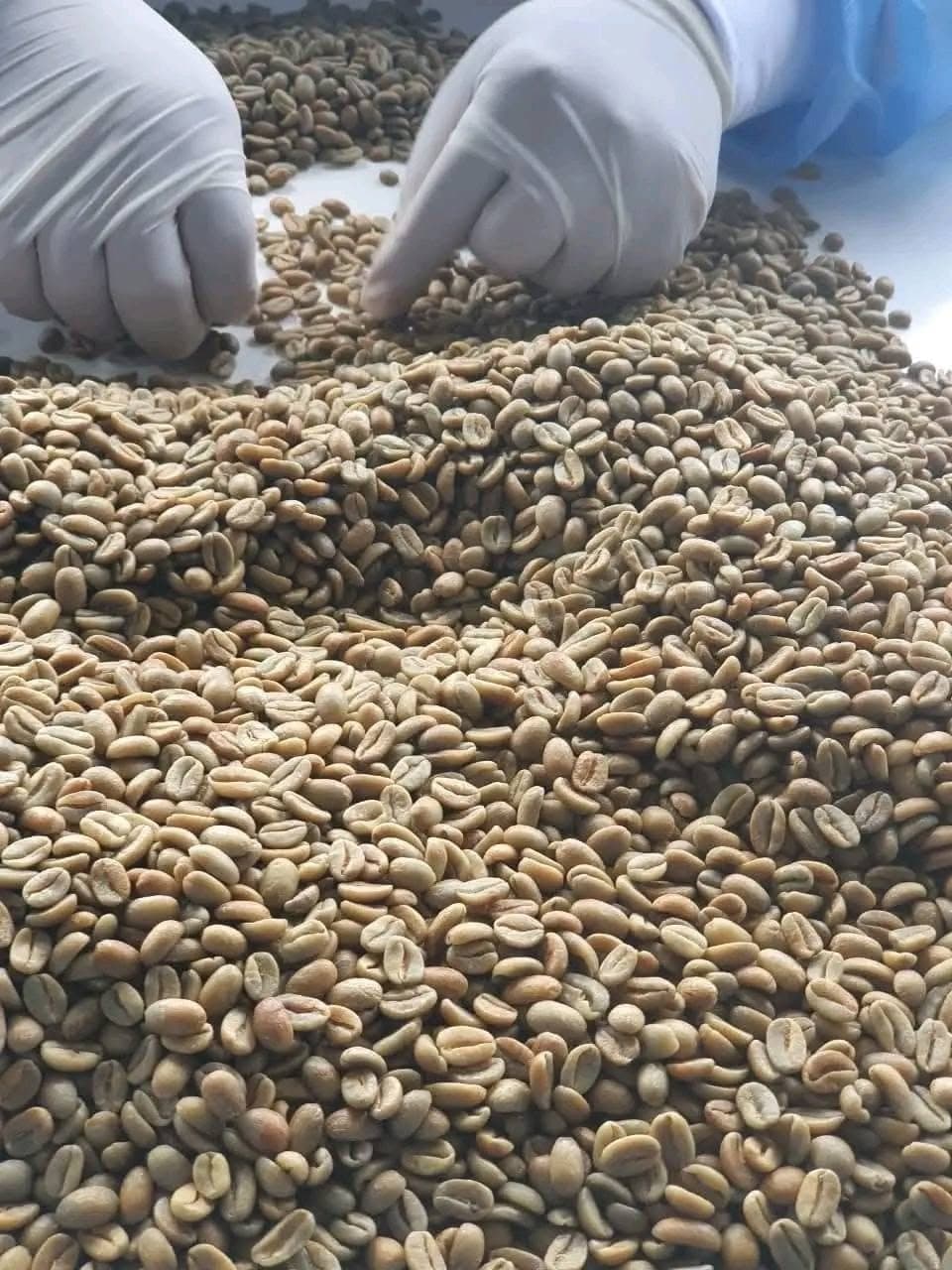 Gloved hands picking defects out of green coffee spread across a white sorting table.