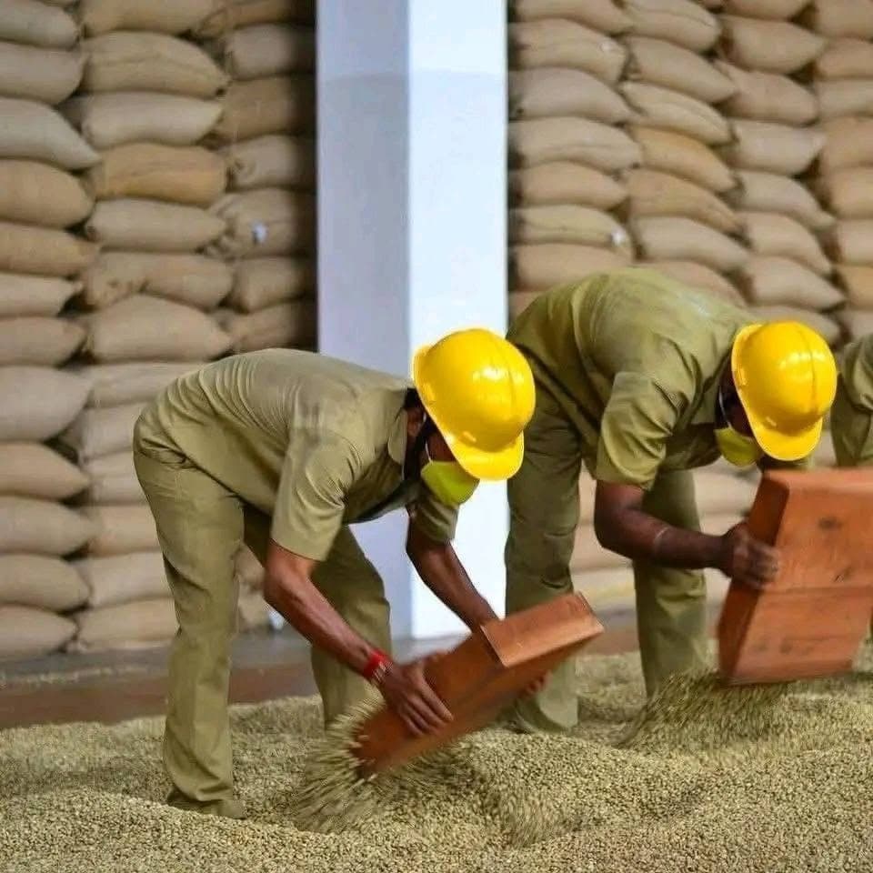 Washed green coffee beans spread for inspection.