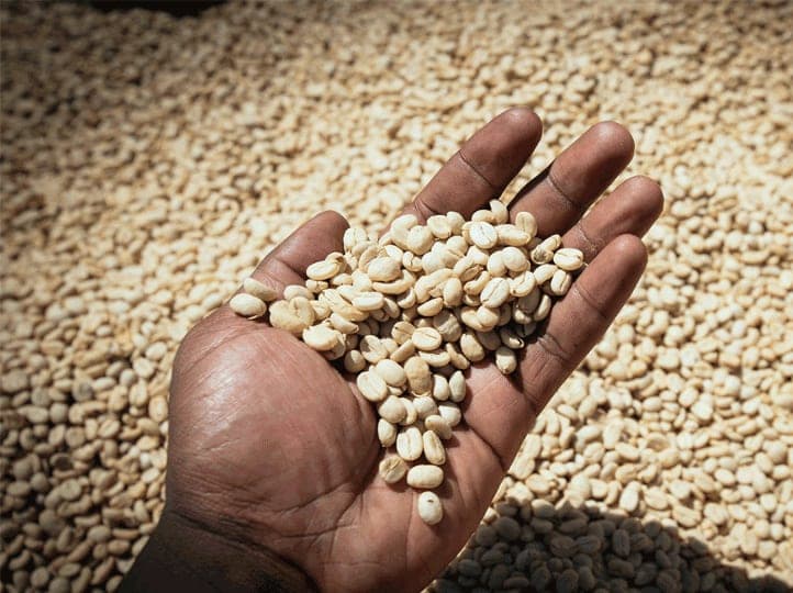 Green coffee beans in bulk.