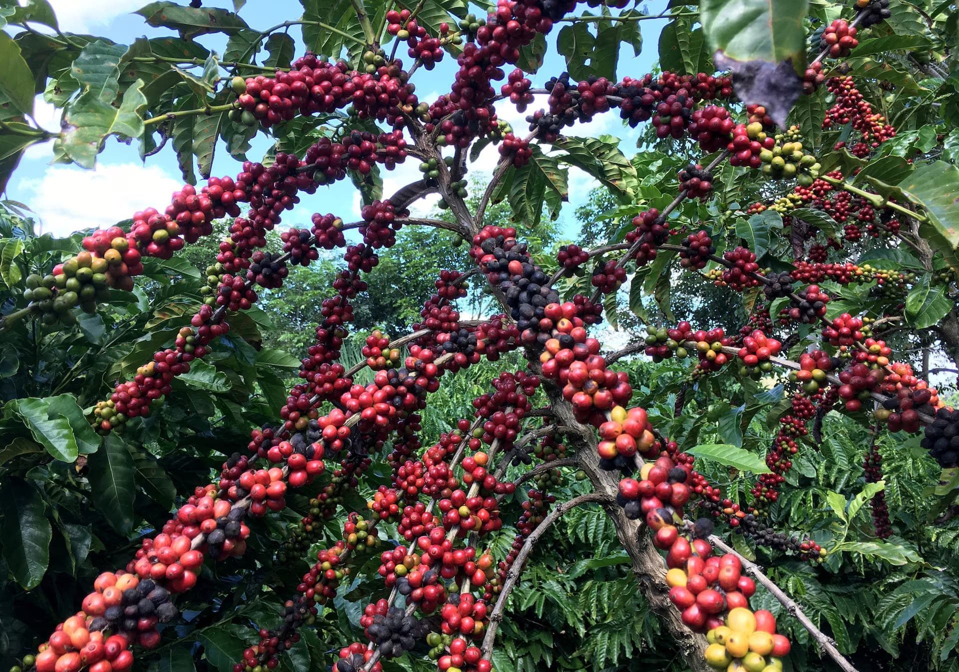 Green Robusta coffee beans in bulk, rounder in outline with a straighter centre cut.