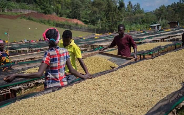 Green coffee beans in bulk.
