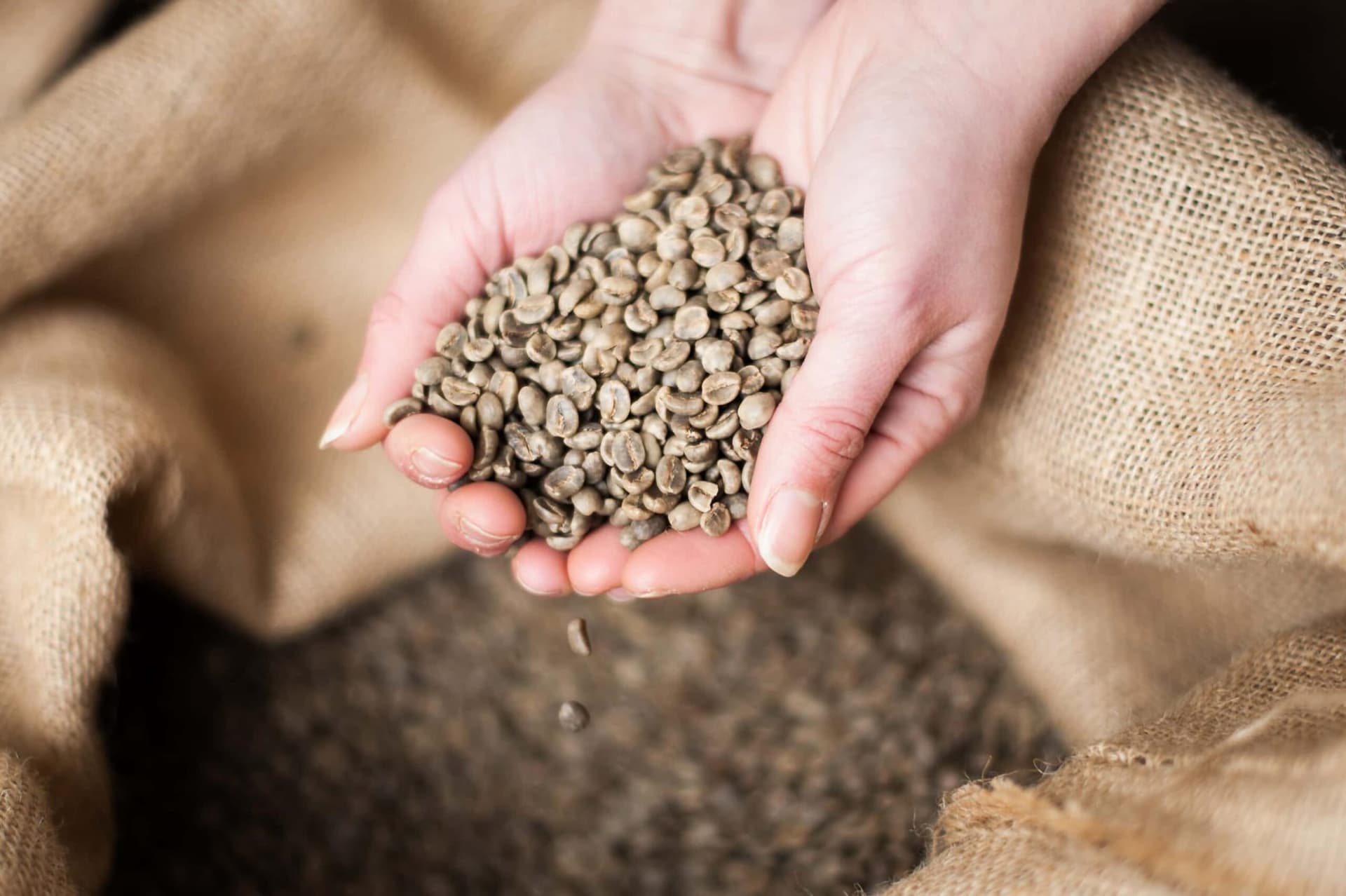 Washed green Robusta coffee beans in bulk.